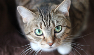 Love Cats