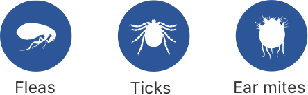 Fleas Ticks Ear mites Roundworms Hookworms Heartworms