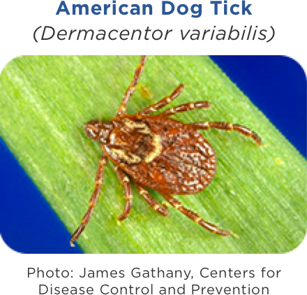 American dog ticks
