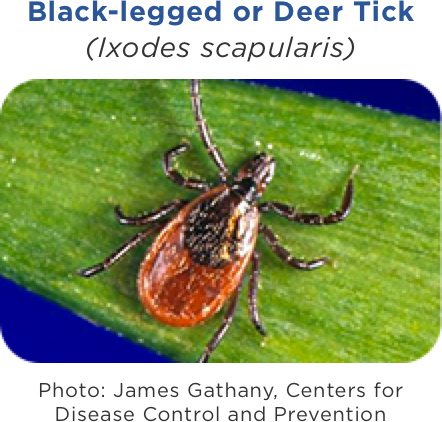 black-legged ticks (deer ticks)