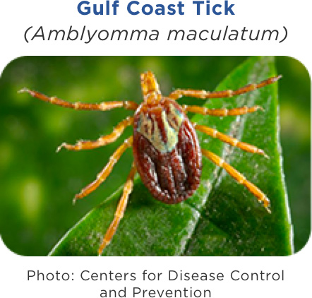 Gulf Coast Tick