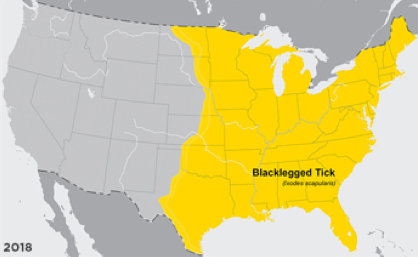 Where to find American Dog Tick