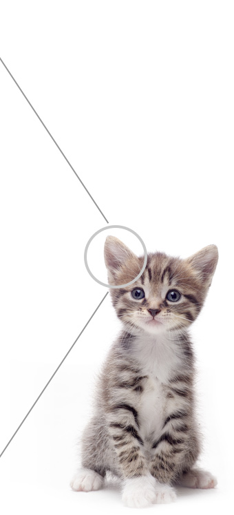 Kitten and ear-mites