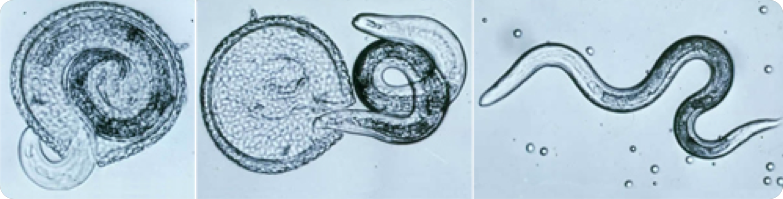 Roundworm (Toxocara cati) emerging from egg