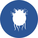 ear mites