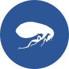 fleas
