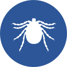 ticks