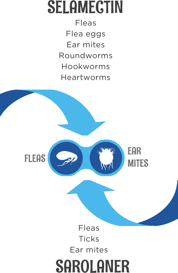 Combines the proven broad-spectrum protection of selamectin with the advanced flea- and tick-killing power of sarolaner