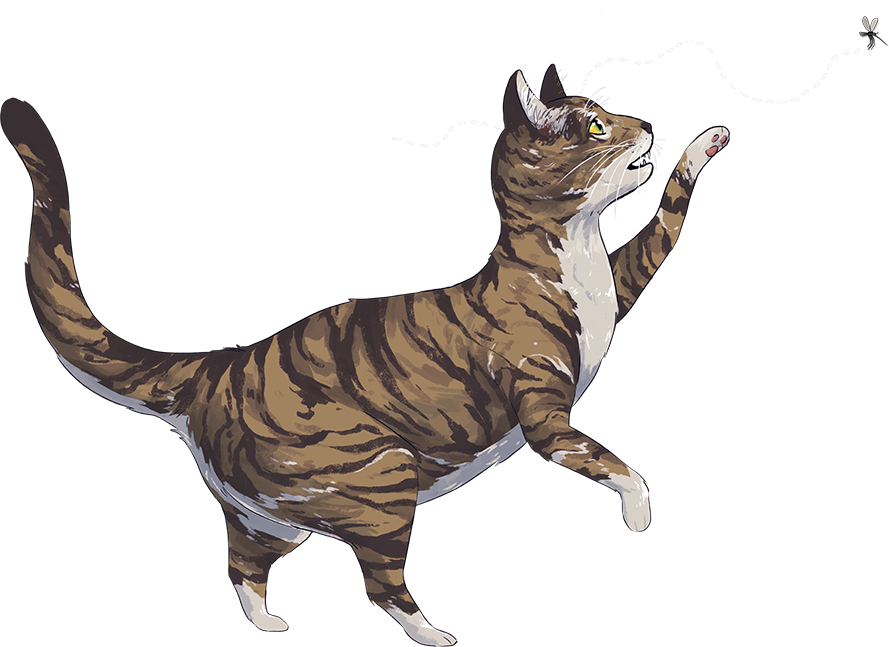 Cat Chasing Fly